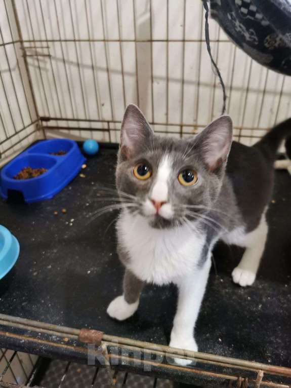 Кошки в Москве: котенок принцесса Нино ищет дом Девочка, Бесплатно - фото 1