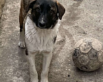 Собаки в Кисловодске: Щенки Мальчик, 1 руб. - фото 5