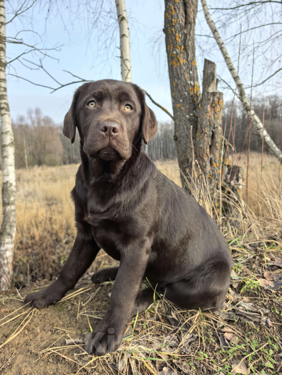 Собаки в других городах Московской области: Шоколадная озорница Девочка, 70 000 руб. - фото 3