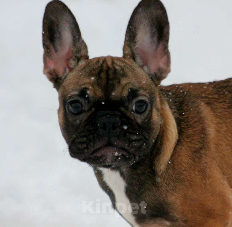 Собаки в других городах Кировской области: Французский бульдог  Девочка, 70 000 руб. - фото 3