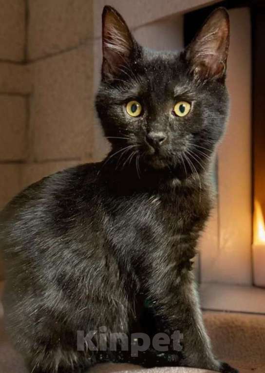 Кошки в Москве: Котёнок девочка в добрые руки Девочка, Бесплатно - фото 2