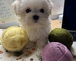 Собаки в Москве: Шикарный щенок Мальтезе 🐶 от призеров выставок🏆.  !!! Цена снижена до конца недели Мальчик, 65 000 руб. - фото 1