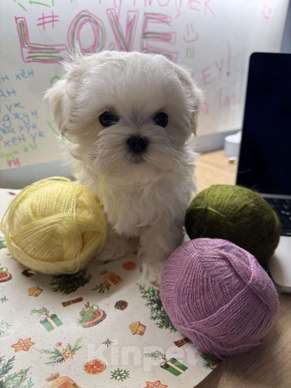 Собаки в Москве: Шикарный щенок Мальтезе 🐶 от призеров выставок🏆.  !!! Цена снижена до конца недели Мальчик, 65 000 руб. - фото 1