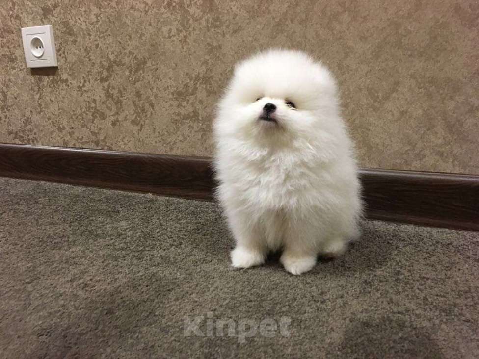 Собаки в Екатеринбурге: шпицемишка Мальчик, Бесплатно - фото 2