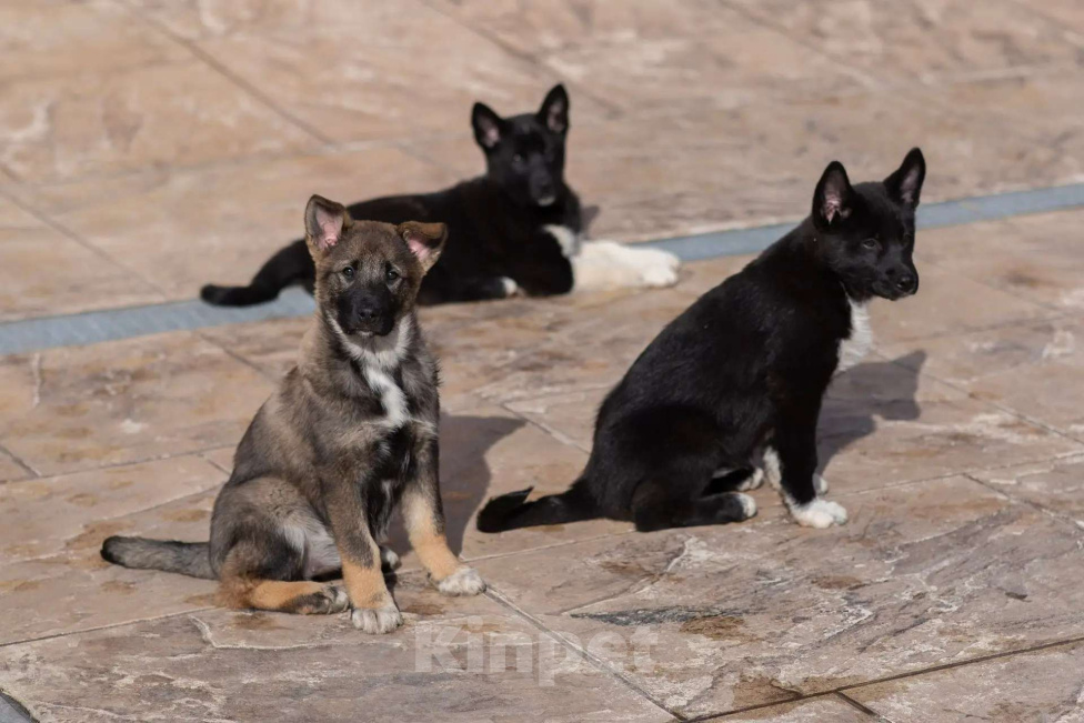 Собаки в других городах Московской области: Щенки охотничьей лайки Разнополые, 1 руб. - фото 7