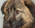 Собаки в Москве: Рэкс Мальчик, Бесплатно - фото 2