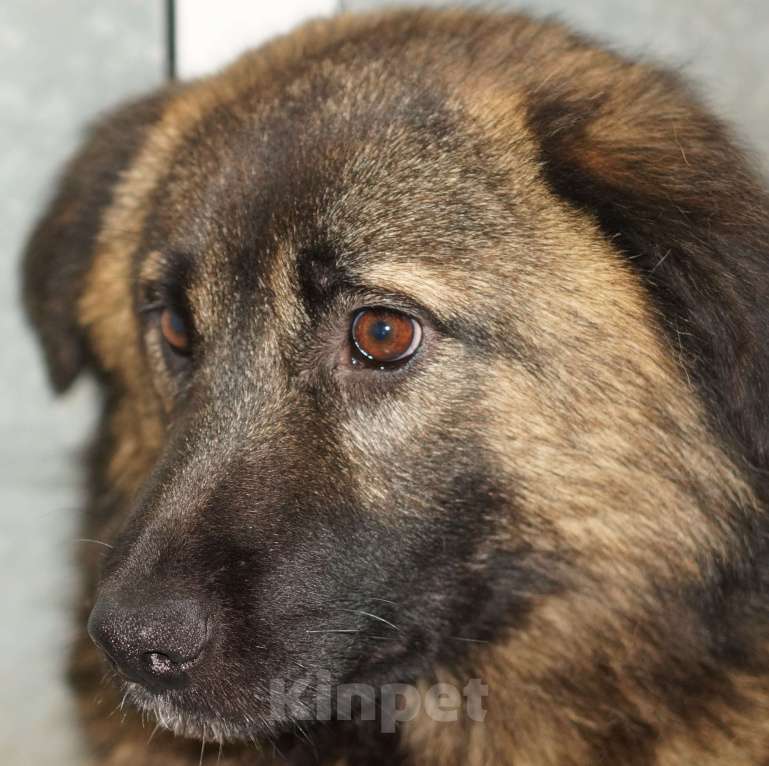 Собаки в Москве: Рэкс Мальчик, Бесплатно - фото 2