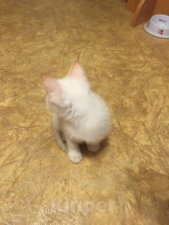 Кошки в Нижнем Новгороде: Тайский котенок (рэд поинт) Мальчик, Бесплатно - фото 3