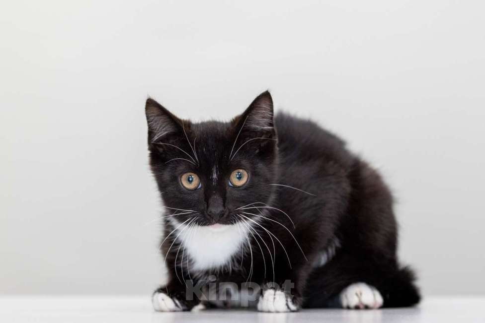 Кошки в Москве: Шалот Мальчик, Бесплатно - фото 2