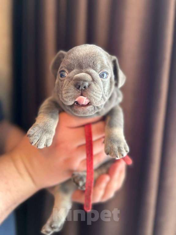 Собаки в Нижнем Новгороде: Ищем ответственных родителей Мальчик, 50 000 руб. - фото 6