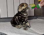 Кошки в других городах Московской области: Шотландская вислоухая кошечка Девочка, 18 000 руб. - фото 5