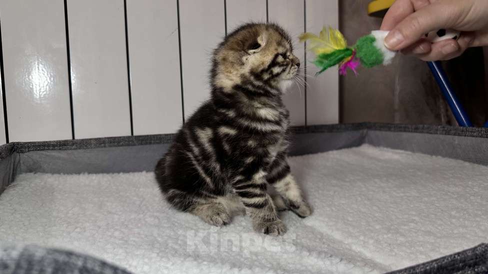 Кошки в других городах Московской области: Шотландская вислоухая кошечка Девочка, 18 000 руб. - фото 5