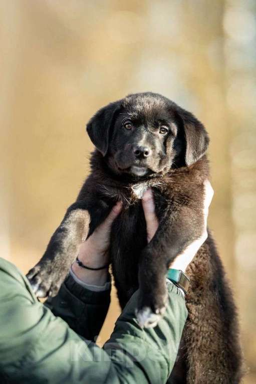 Собаки в Москве: Миша ищет дом  Мальчик, Бесплатно - фото 5