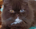 Кошки в Подольске: Британская кошка Мальчик, Бесплатно - фото 1