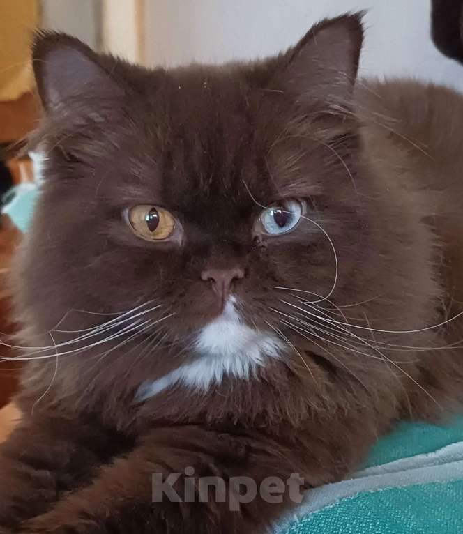 Кошки в Подольске: Британская кошка Мальчик, Бесплатно - фото 1