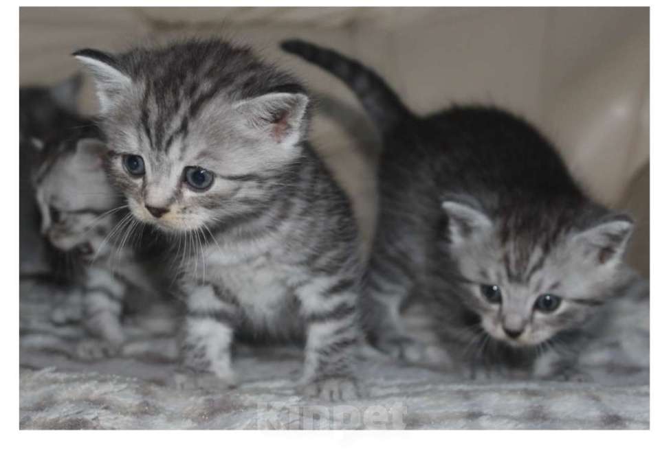 Кошки в Энгельс-19: Британская порода тигровый табби  Мальчик, 5 000 руб. - фото 2