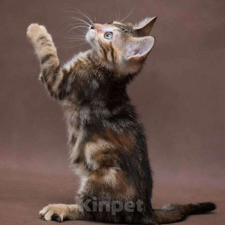 Кошки в Москве: Принцесса Жасмин Девочка, Бесплатно - фото 3