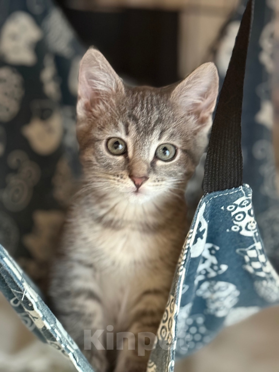 Кошки в Санкт-Петербурге: Котенок Девочка, 1 000 руб. - фото 6