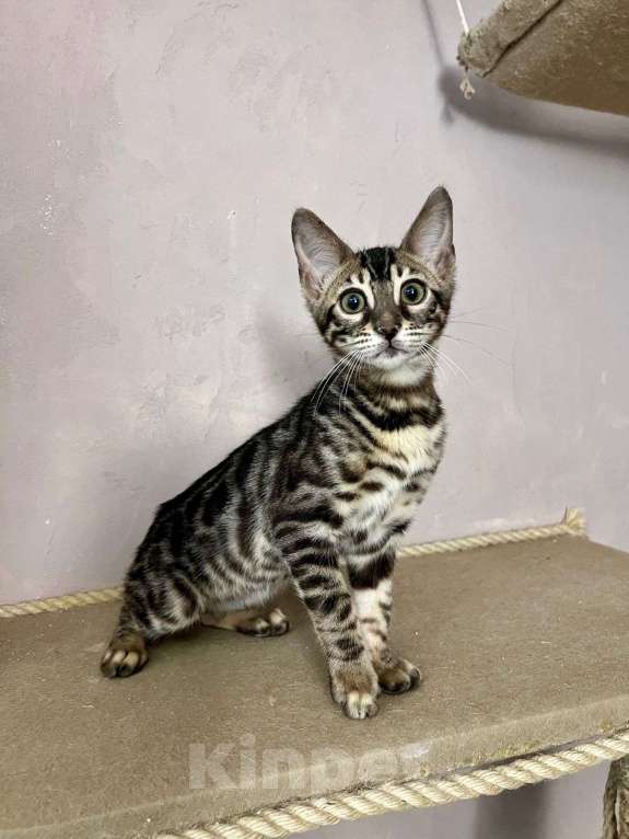 Кошки в Нижнем Новгороде: Котенок бенгальской кошки Девочка, Бесплатно - фото 5