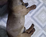 Собаки в Жуке: Найден молодой кобель таксы Мальчик, Бесплатно - фото 1