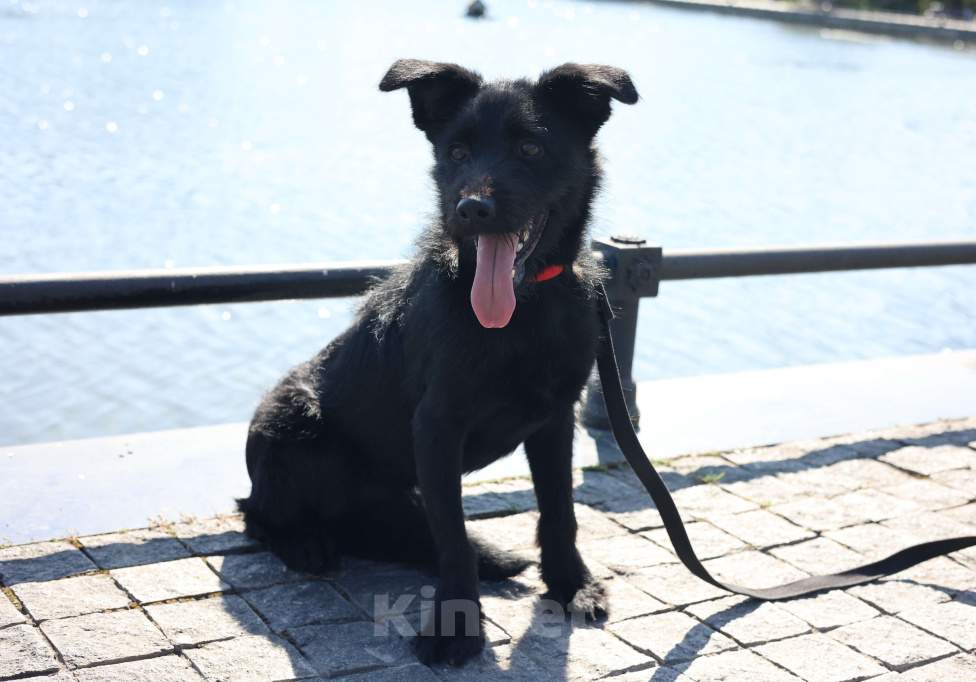 Собаки в Москве: Собака бесплатно Москва Мальчик, Бесплатно - фото 7