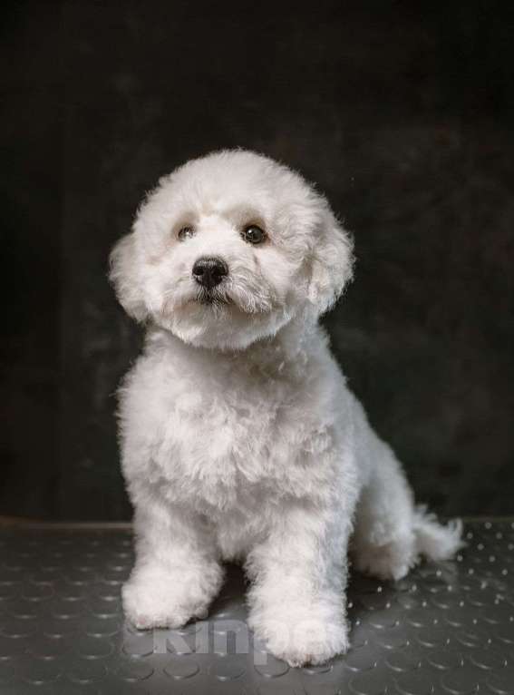 Собаки в Москве: Щенки ищут хозяев  Девочка, 60 000 руб. - фото 1