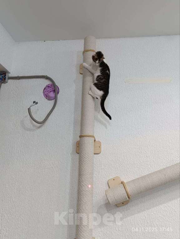 Кошки в Мурином: Ищем дом для умной, любознательной и невероятно живой кошечки! Девочка, Бесплатно - фото 6