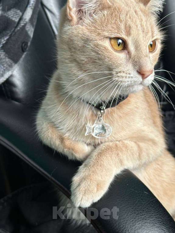 Кошки в Серпухове: Кошечку в добрые руки  Девочка, Бесплатно - фото 6