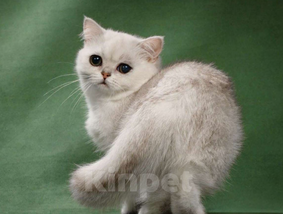 Кошки в Москве: Серебристая британская  девочка  Девочка, 10 000 руб. - фото 2