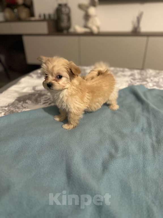 Собаки в Звенигороде: Девочка мальтипу микро f1 Девочка, 100 000 руб. - фото 2