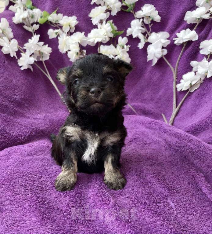Собаки в Москве: Йорк без перецвета в сталь мальчик чёрный Мальчик, 50 000 руб. - фото 6