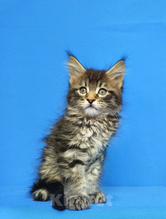 Кошки в Москве: Котёнок Мейн - Кун Мальчик Мальчик, 65 000 руб. - фото 7