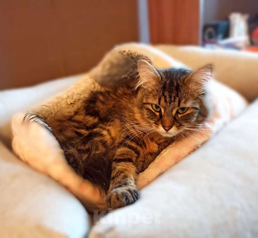 Кошки в Санкт-Петербурге: Кошечка Кристина в поисках дома Девочка, Бесплатно - фото 4