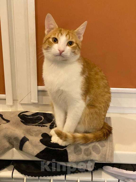 Кошки в Санкт-Петербурге: Ласковый мальчик в добрые руки Мальчик, Бесплатно - фото 5