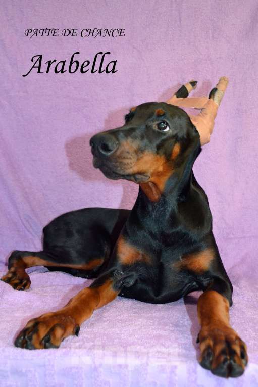 Собаки в Санкт-Петербурге: Щенок добермана Арабелла Девочка, 80 000 руб. - фото 5