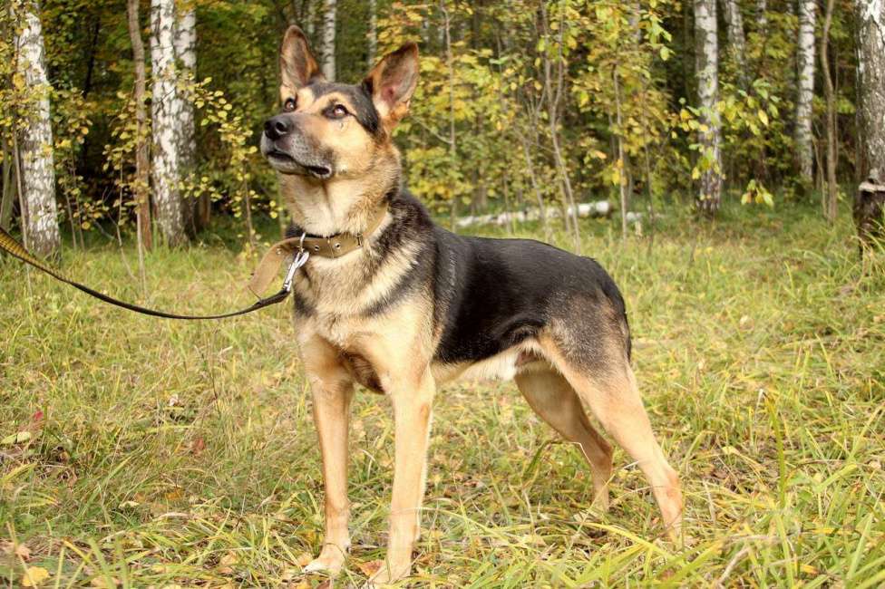 Собаки в Москве: Шелдон Мальчик, Бесплатно - фото 4