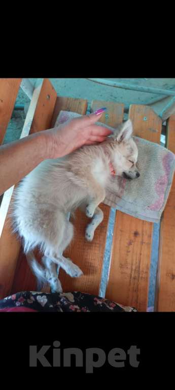 Собаки в Тимашевске: ПРОПАЛА СОБАЧКА!!!  Девочка, 5 000 руб. - фото 2