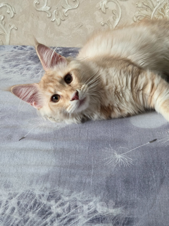 Кошки в Чкаловске: Мейн-кун котёнок Девочка, 50 000 руб. - фото 5
