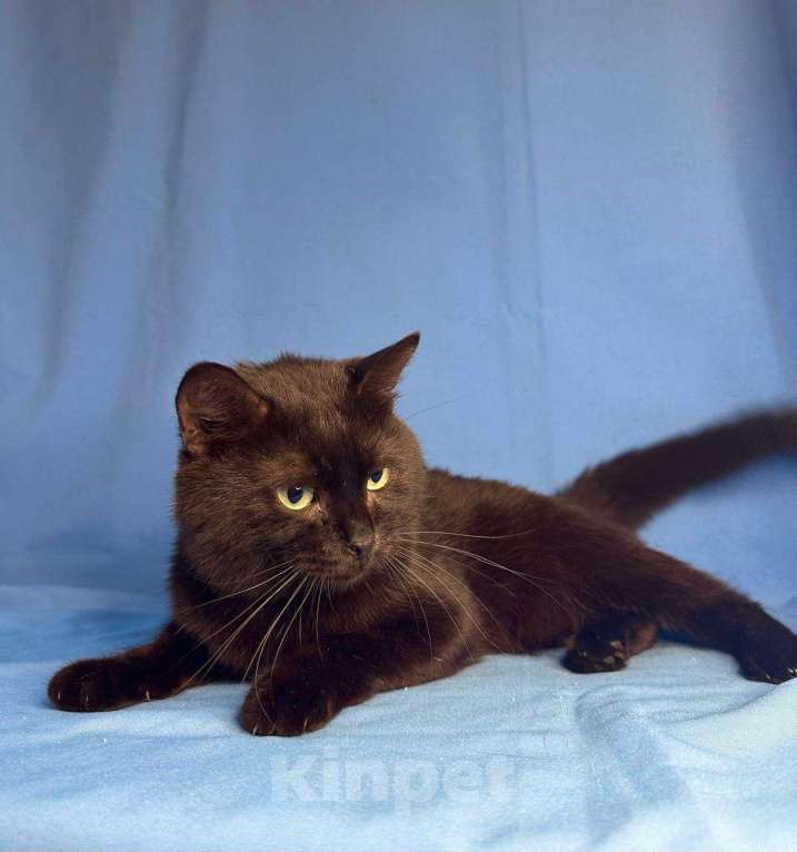 Кошки в Москве: Кот с лейкозом в добрые руки Мальчик, Бесплатно - фото 2