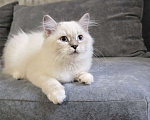 Кошки в Белокурихе: Спокойная, нежная, добрая девочка Девочка, 60 000 руб. - фото 2
