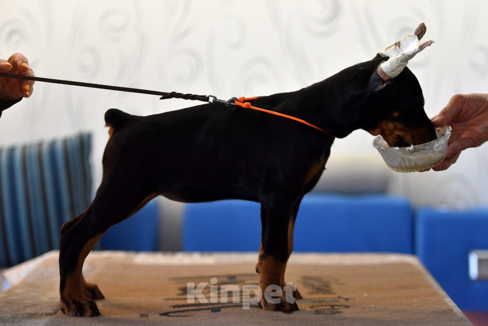 Собаки в Москве: Замечательная девчонка 2,5 месяца Девочка, 100 000 руб. - фото 2