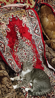 Пропал кот