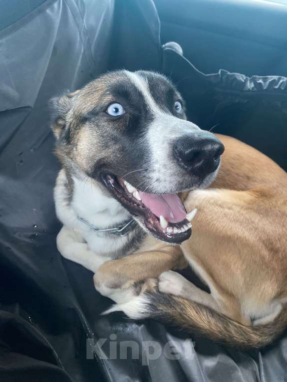 Собаки в Москве: Метис Лайки в добрые руки  Мальчик, Бесплатно - фото 3