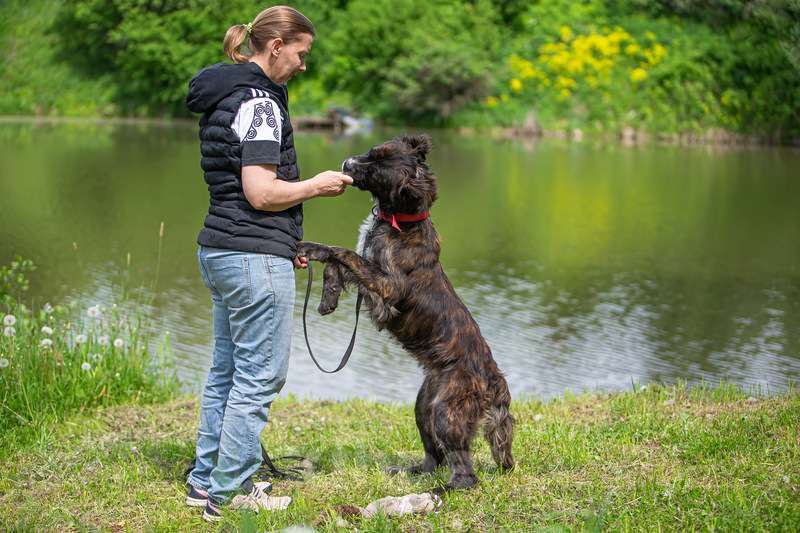 Собаки в Москве: Молодая метис леонбергера Чара в добрые руки Девочка, Бесплатно - фото 7