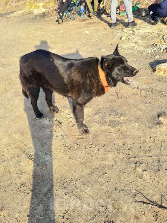 Собаки в Самаре: Нашла овчарку Девочка, 1 руб. - фото 1