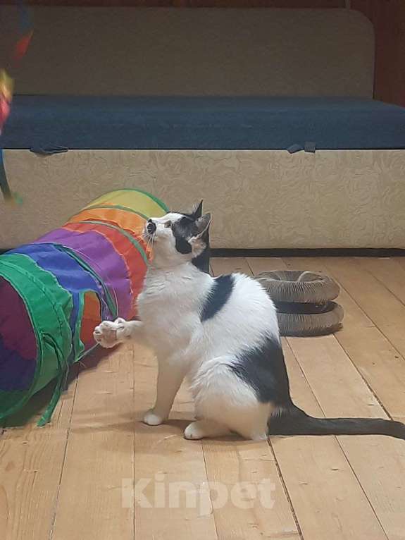 Кошки в Москве: Отдаю кошечку бесплатно Девочка, Бесплатно - фото 8