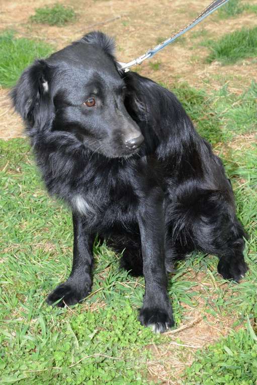 Собаки в Москве: Дарси, скромный пес Мальчик, Бесплатно - фото 4