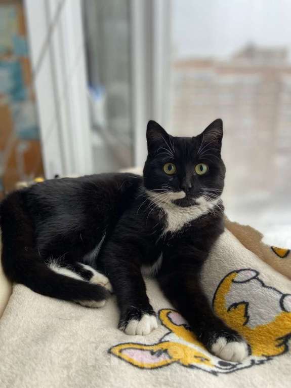 Кошки в Москве: Маркизный ласковый кот Орешек в добрые руки Мальчик, Бесплатно - фото 1