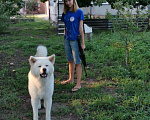 Собаки в Краснодаре: Вязка, 15 000 руб. - фото 2