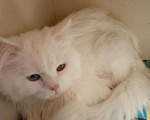 Кошки в Барнауле: Персидский кот&quot;Классик&quot;, 1 000 руб. - фото 2
